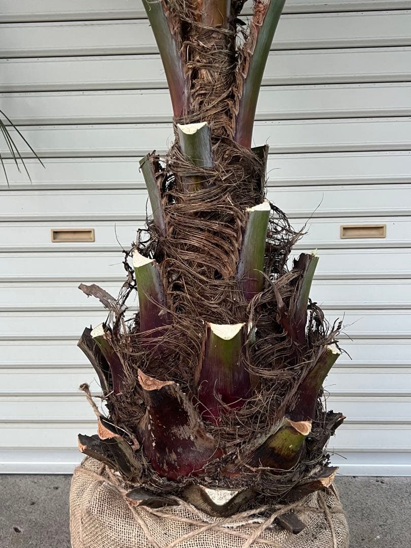 断捨離中　ココスヤシ　カルフォルニアスタイル　ヤシの木　送料込み価格