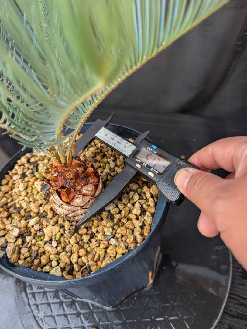 決算創業祭 お買い得 サイカスカイルンシアナ スーパーブルー ドワーフ 過去最安