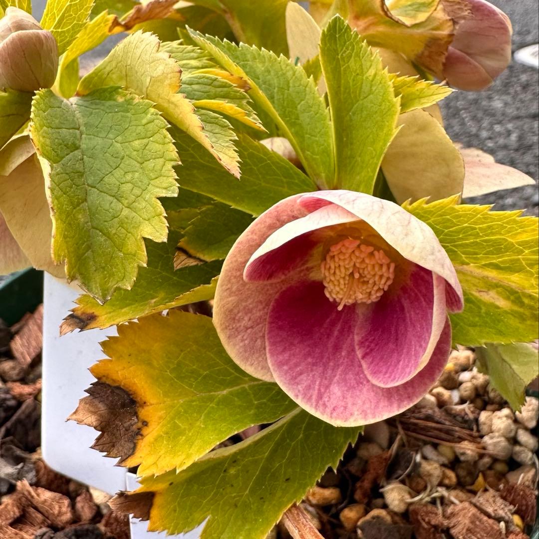 クリスマスローズ　いろは　交配苗　大木ナーサリー