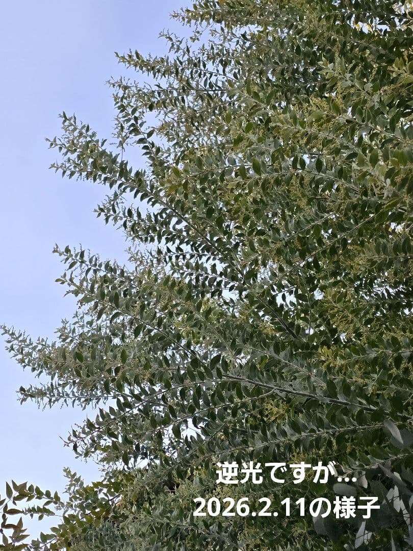 ◎●簡易保水●◎　ミモザ　パールアカシア　つぼみ(今) ～ 五分 ～ 満開