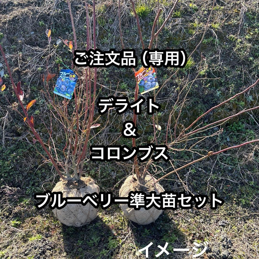 デライト＆コロンブス　ブルーベリー準大苗セット