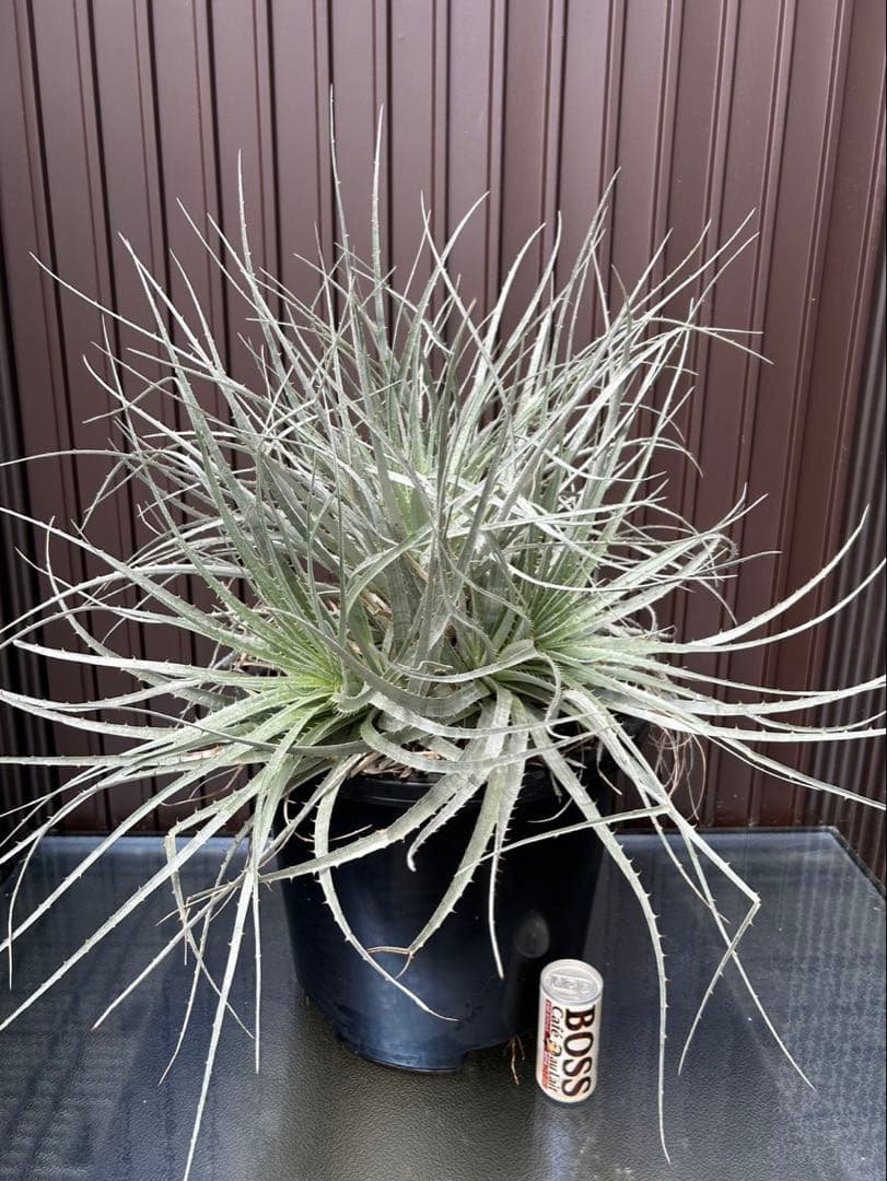 プヤ ベヌスタ A 5ヘッド