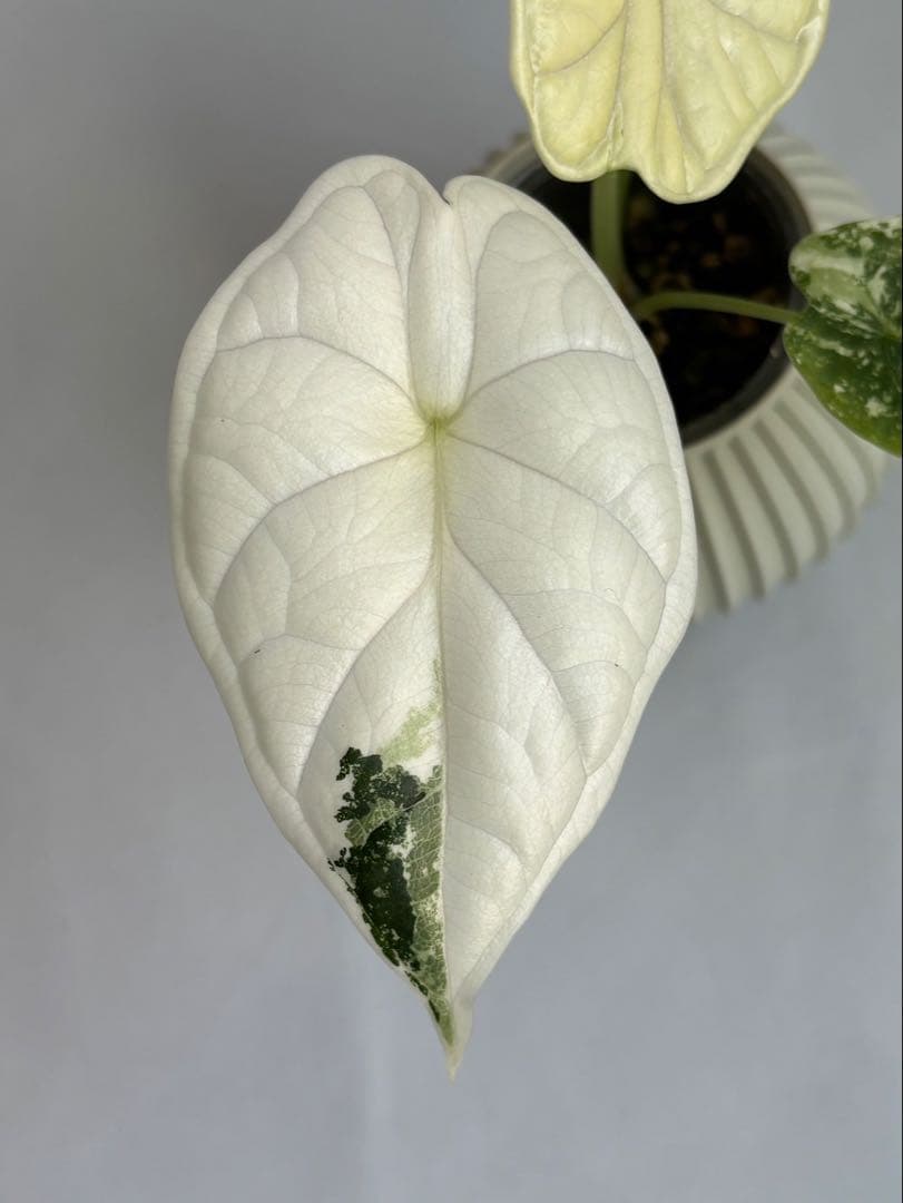 Alocasia Dragon Scale Variegata 【0】