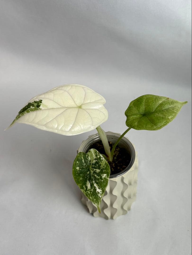 Alocasia Dragon Scale Variegata 【0】