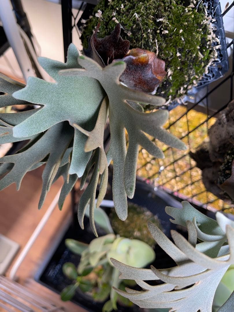 ビカクシダ willinckii 'OMG'スポア株