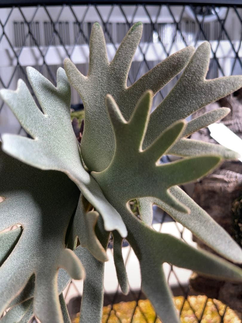 ビカクシダ willinckii 'OMG'スポア株