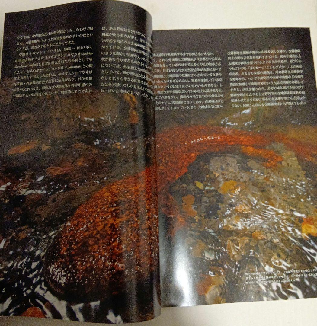 Caudata 創刊号