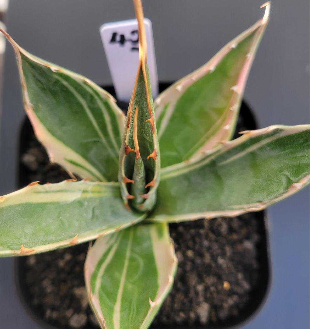 アガベ　モンタナ白覆輪