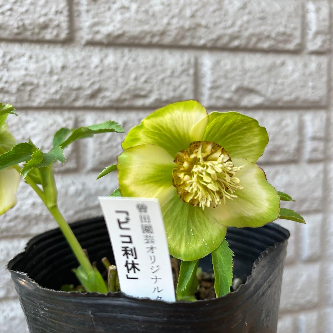 クリスマスローズ ピコ利休