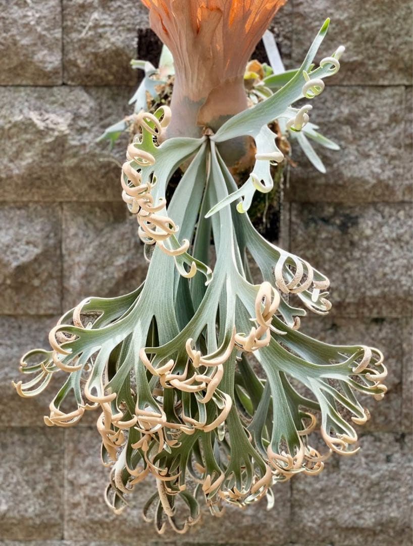 ビカクシダ P. willinckii Anapat#9 (PUP) 2