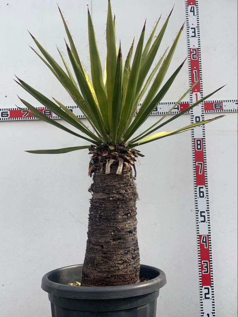 ユッカ　ファクソリアーナ