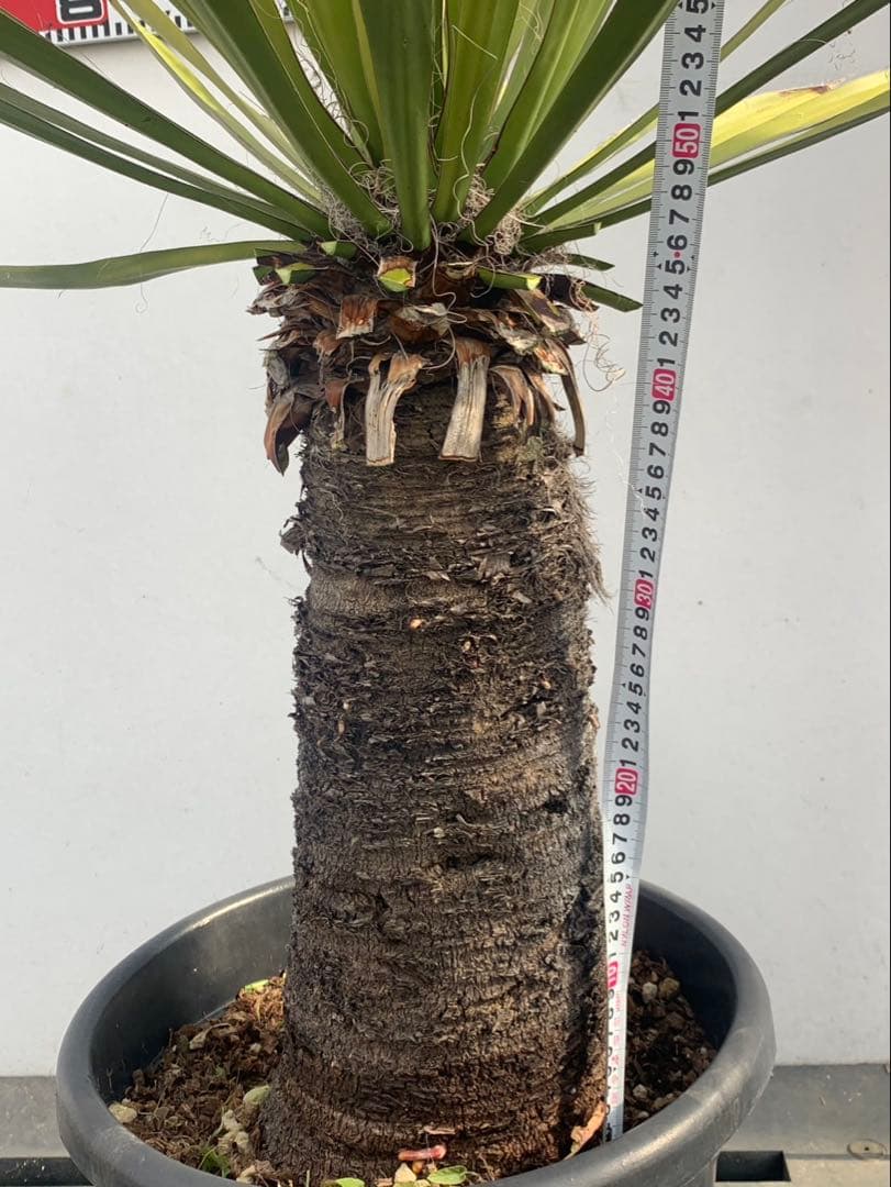 ユッカ　ファクソリアーナ