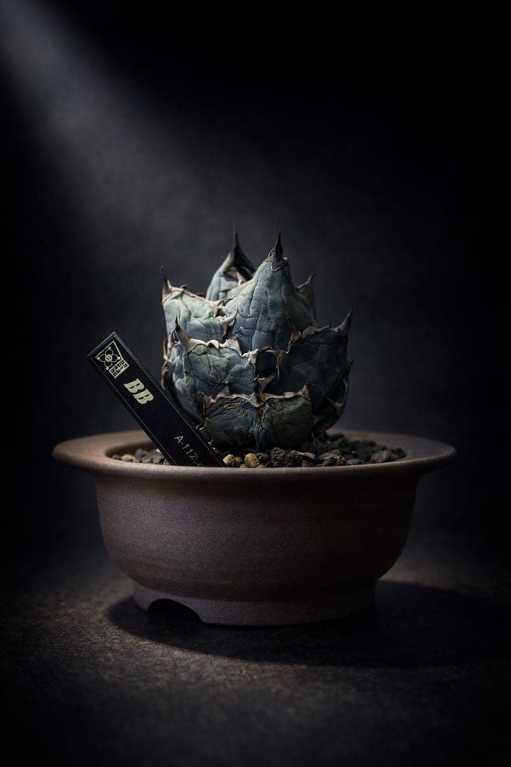 ブラックアンドブルー BB ボールタイプ【小石原焼鉢】【発根済み】