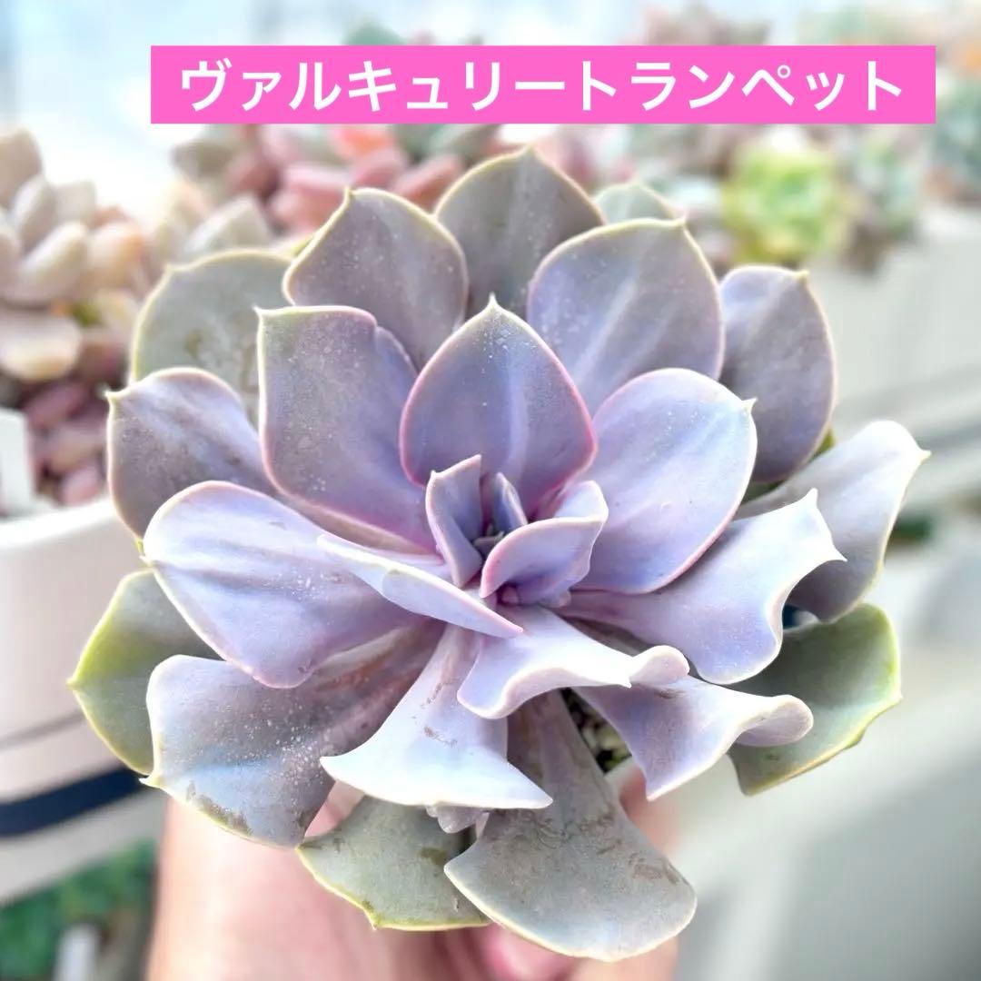 【激レア@4780】ヴァルキュリートランペット(コブエケ)大苗