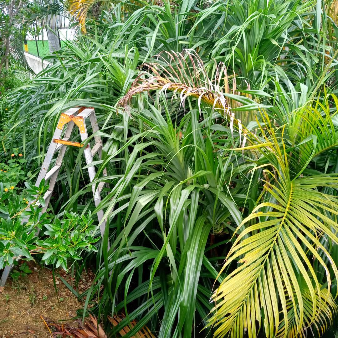 ハワイ産沖縄育ちの\