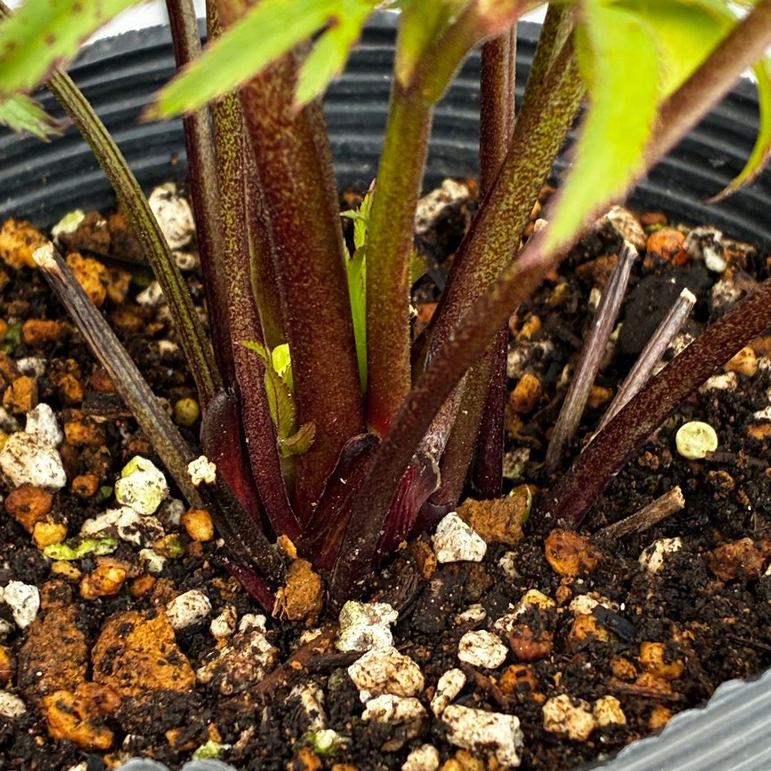 u*0様 3454☘️限定1株☘️未株分け☘️花付き☘️⭐️bocconei ⭐