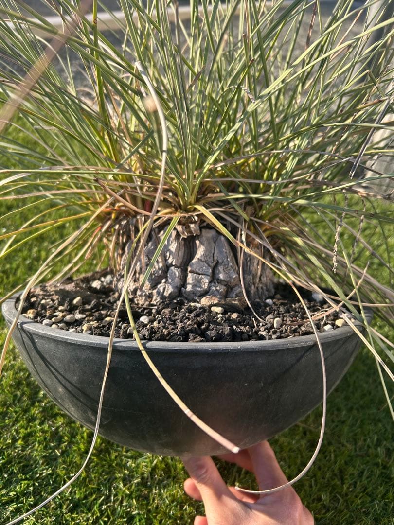 カリバナス　フーケリー　塊根植物