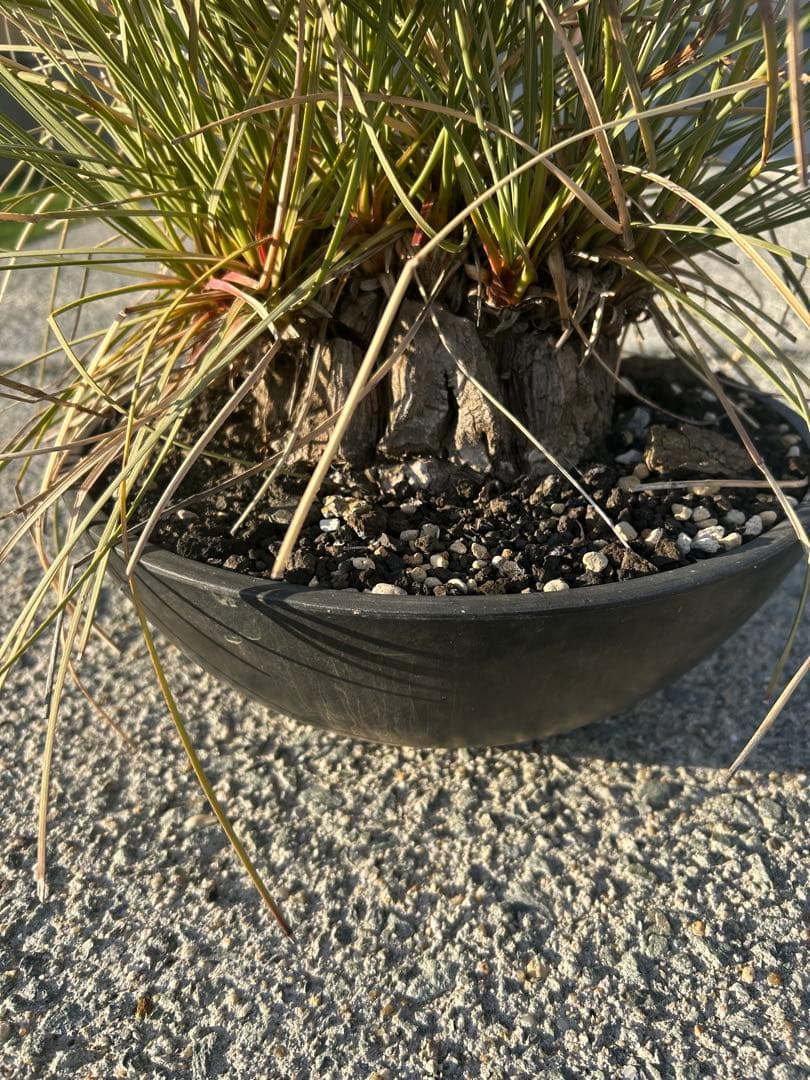 カリバナス　フーケリー　塊根植物