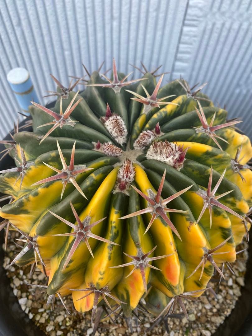 サボテン　ホマロケファラ　綾波錦