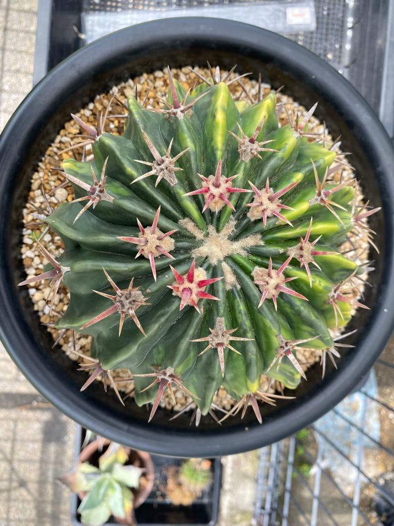 サボテン　ホマロケファラ　綾波錦