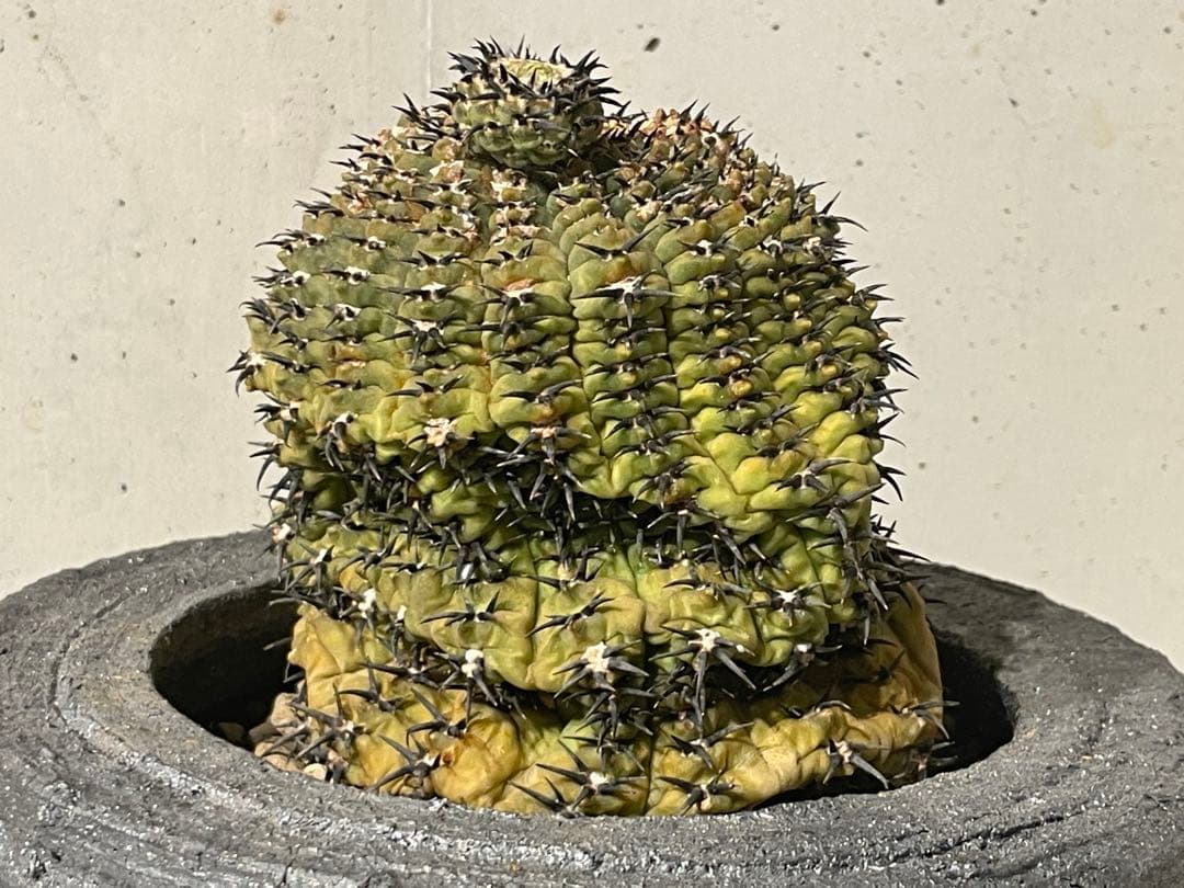 ■黒刺強短刺 ギムノカリキウム・バッテリー 古株/11cm■カキコ付 コピアポア