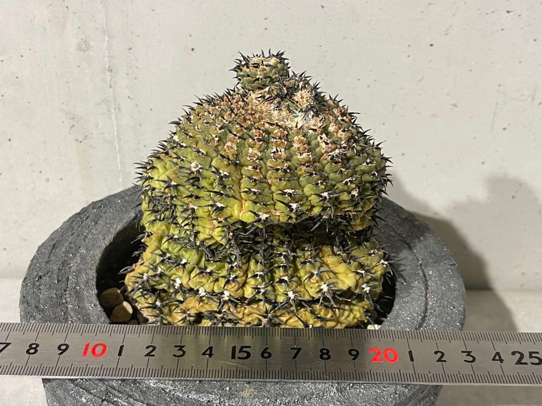 ■黒刺強短刺 ギムノカリキウム・バッテリー 古株/11cm■カキコ付 コピアポア