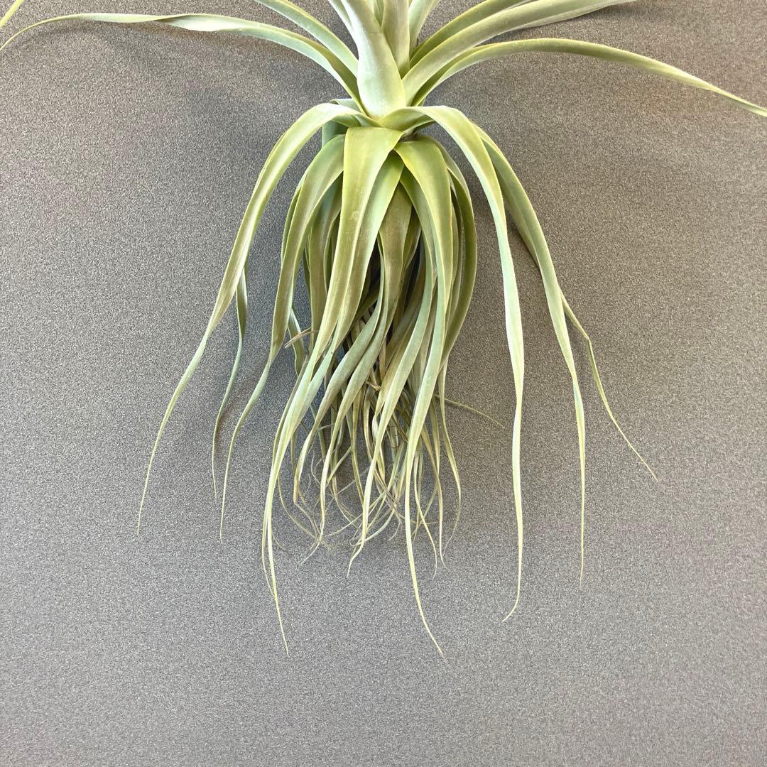 超希少❗️超特大❗️チランジア　ストラミネア✨
