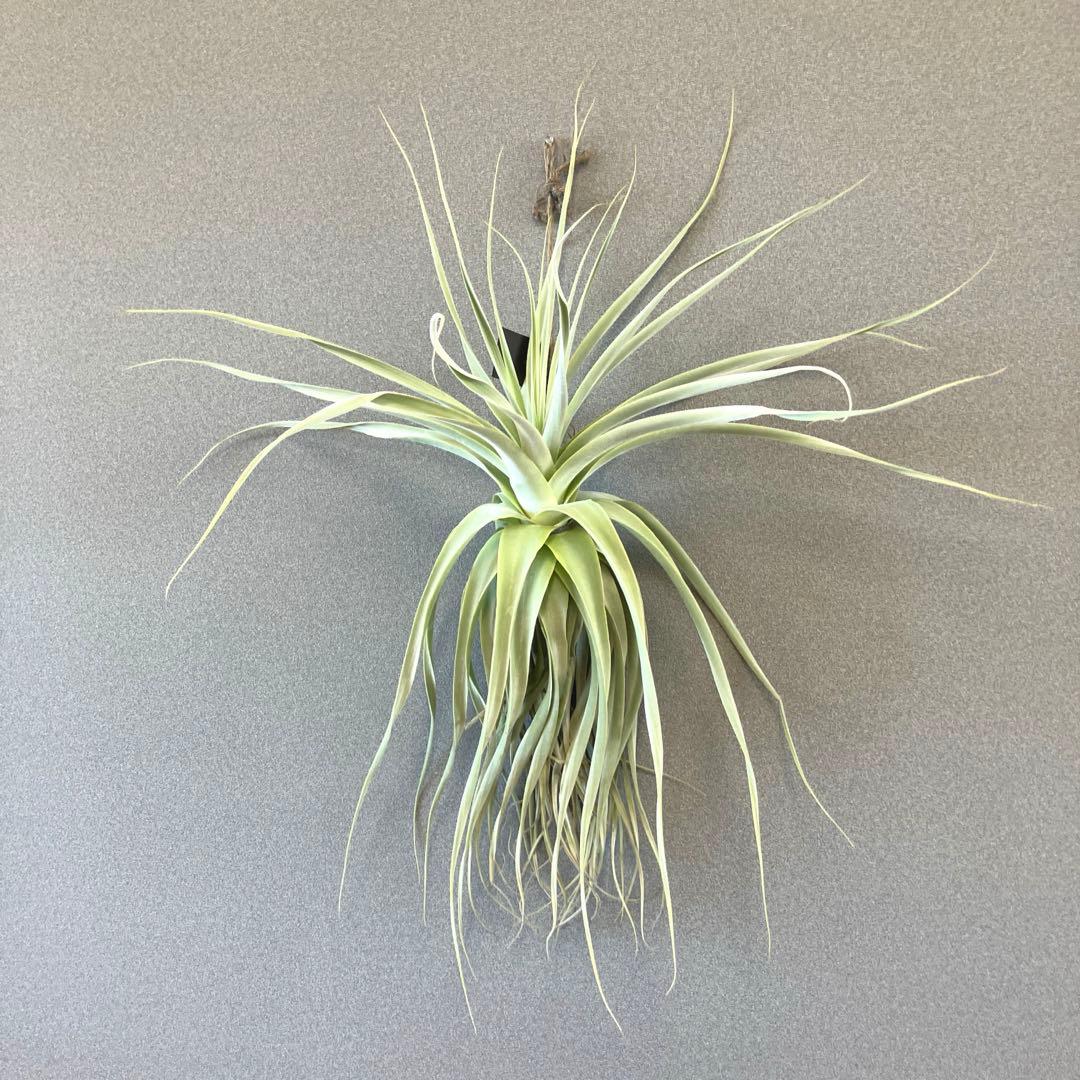 超希少❗️超特大❗️チランジア　ストラミネア✨