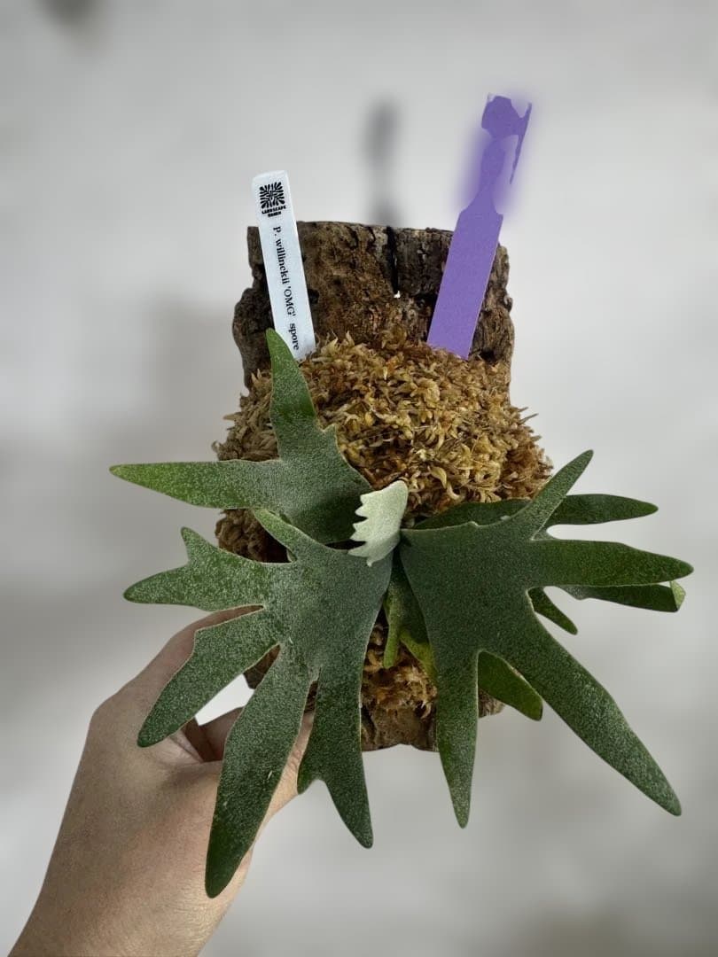 P. willinckii 'OMG'spore コルク　ビカクシダ　紫