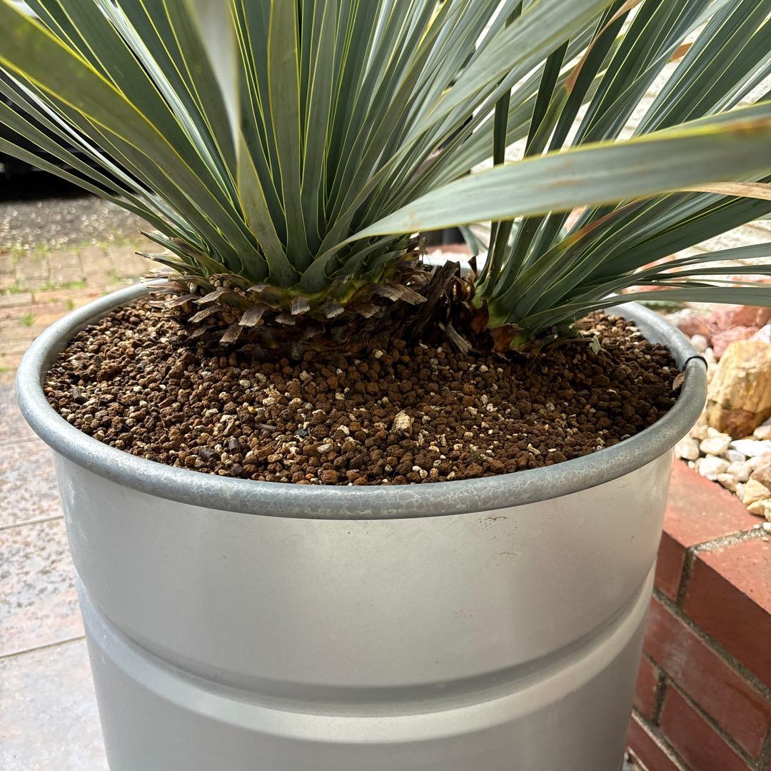 ユッカ ロストラータ幹太　希少なダブルヘッド　シルバーブルー大株　ブルーサンダー