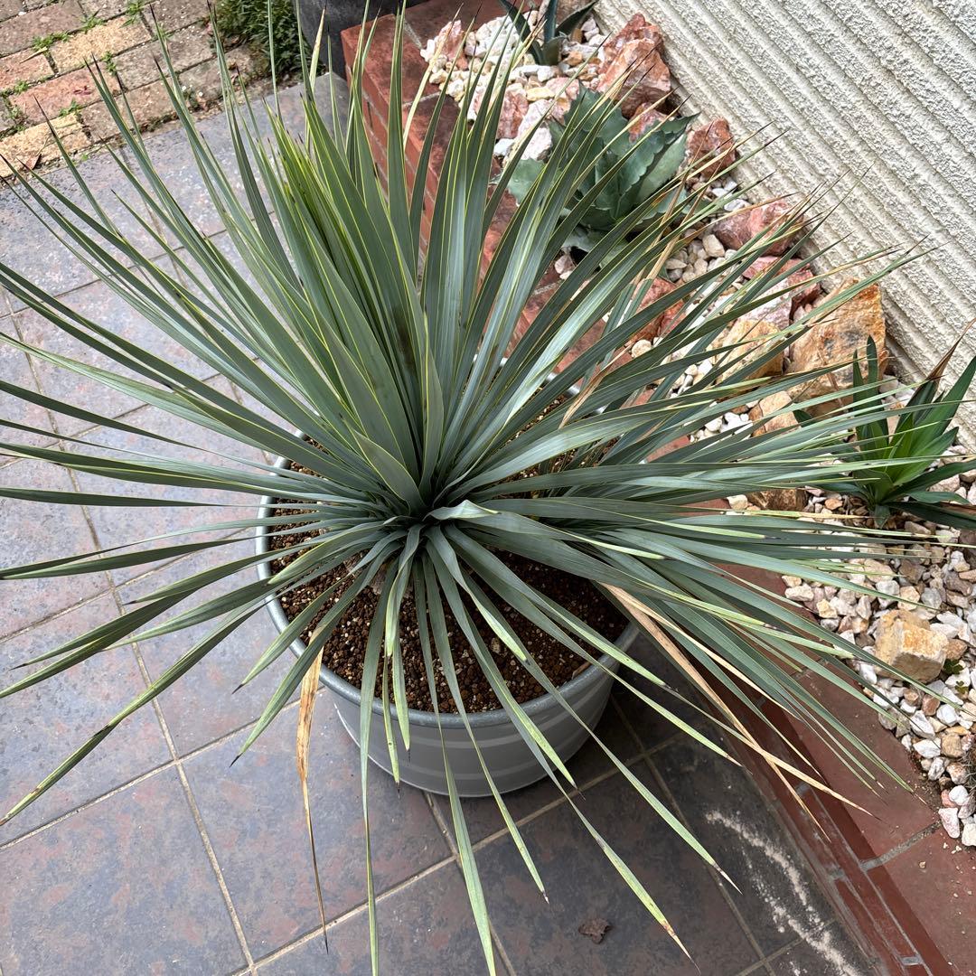 ユッカ ロストラータ幹太　希少なダブルヘッド　シルバーブルー大株　ブルーサンダー