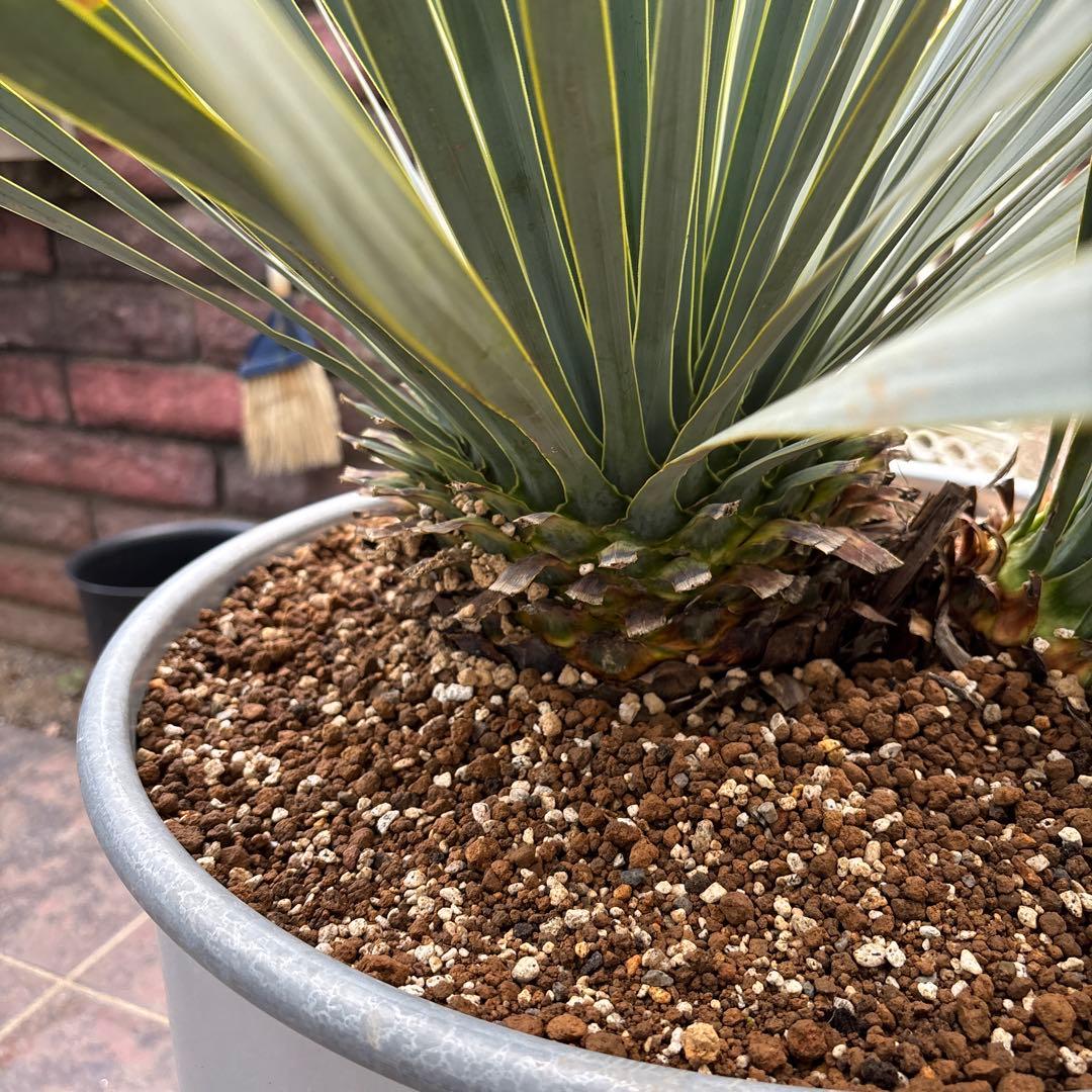 ユッカ ロストラータ幹太　希少なダブルヘッド　シルバーブルー大株　ブルーサンダー