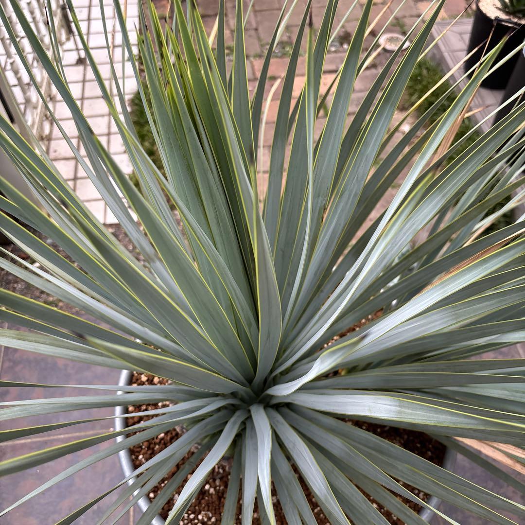 ユッカ ロストラータ幹太　希少なダブルヘッド　シルバーブルー大株　ブルーサンダー