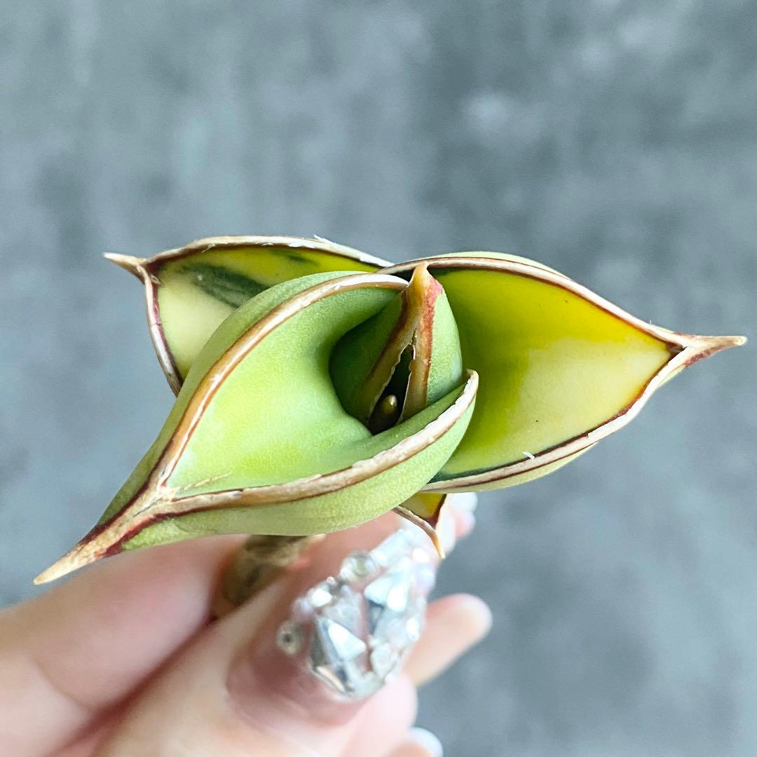 ぷ*ん様 S11621★オークション販売★ サンスベリア ロリダ 極上斑入りアウ