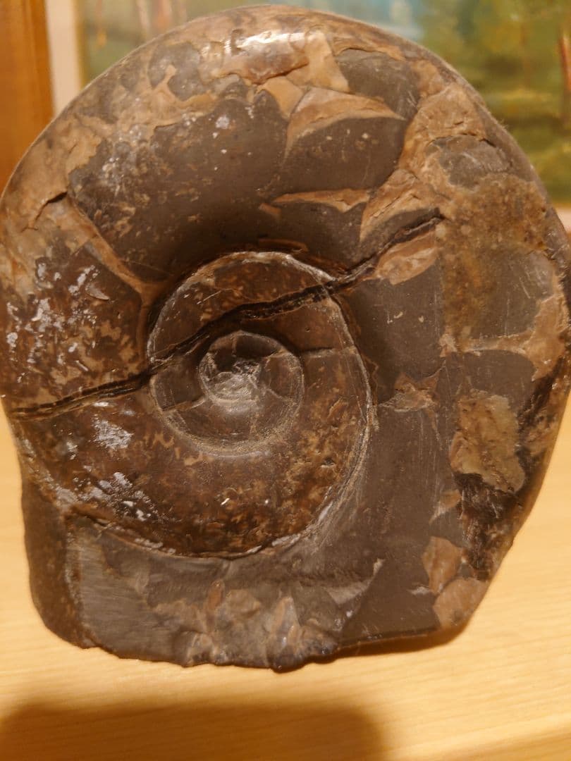 おおきいアンモナイトの石 北海道