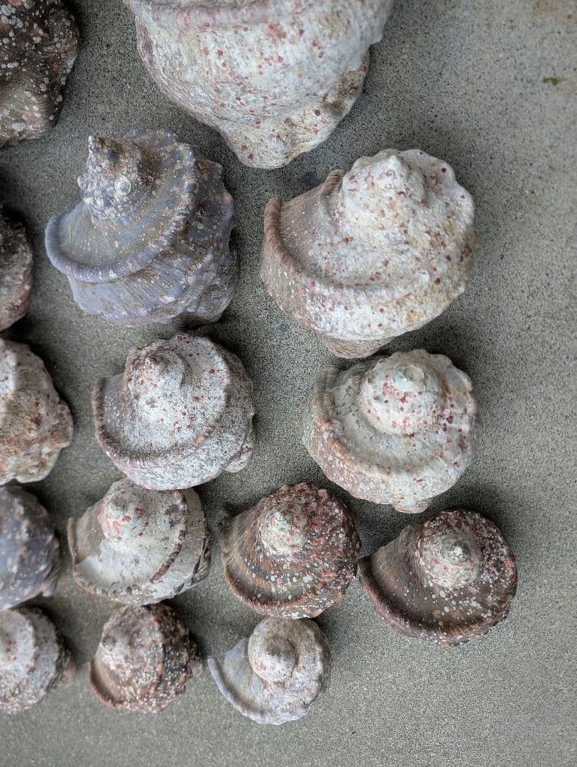 夜光貝24個セット400g〜900g約16kgまとめ売り