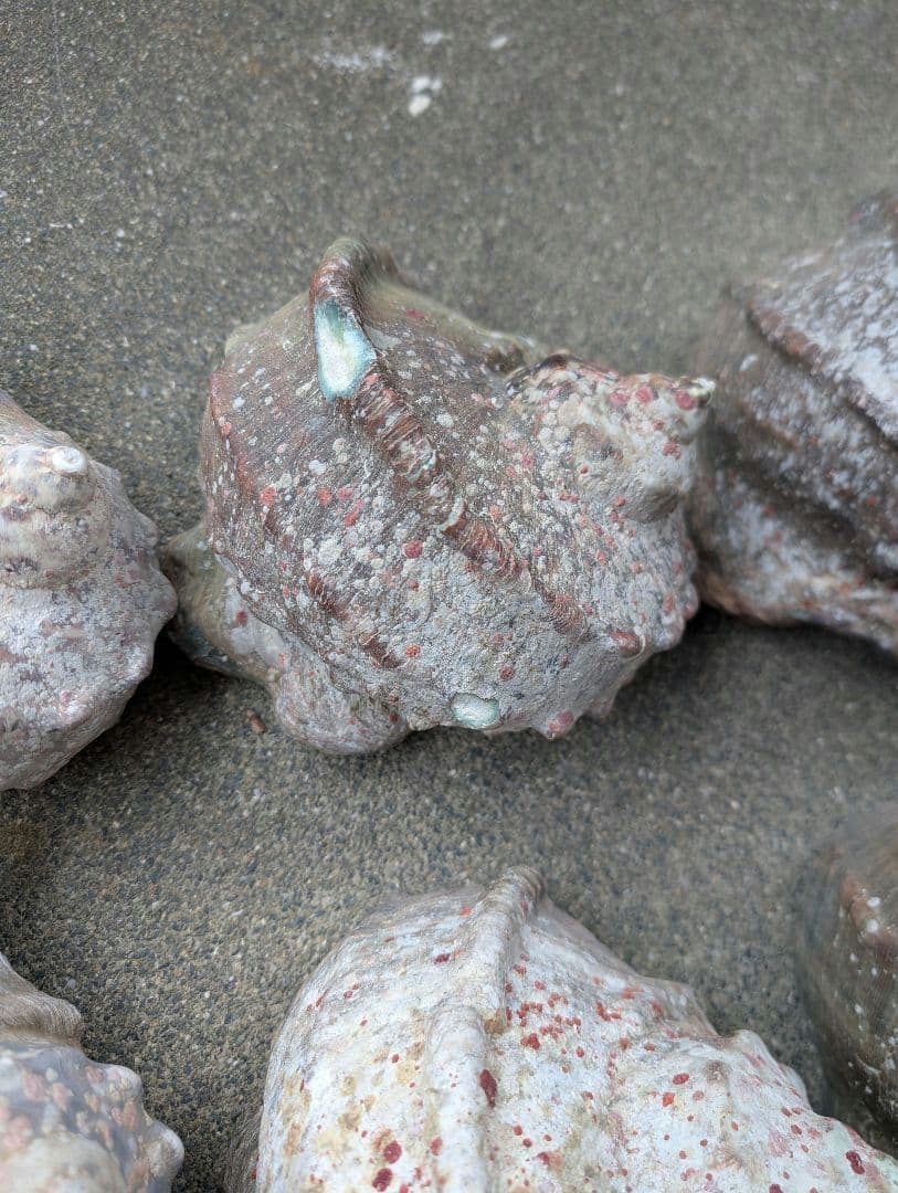 夜光貝24個セット400g〜900g約16kgまとめ売り