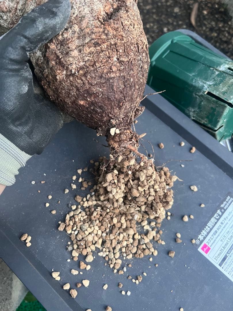 オペルクリカリアパキプス　現地球　（グラキリス　パキプス