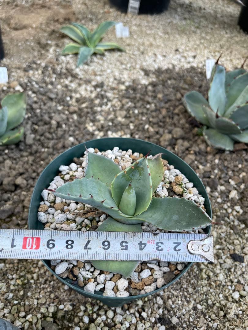 アガベ　オバティカータ