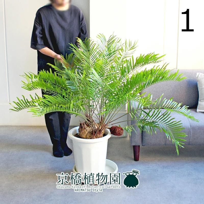 【現品】ザミア・フロリダーナ　多頭株　10号　白鉢（1）