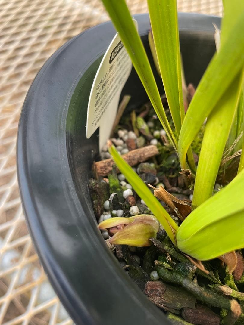 R8年キンリョウヘン花芽10本#2