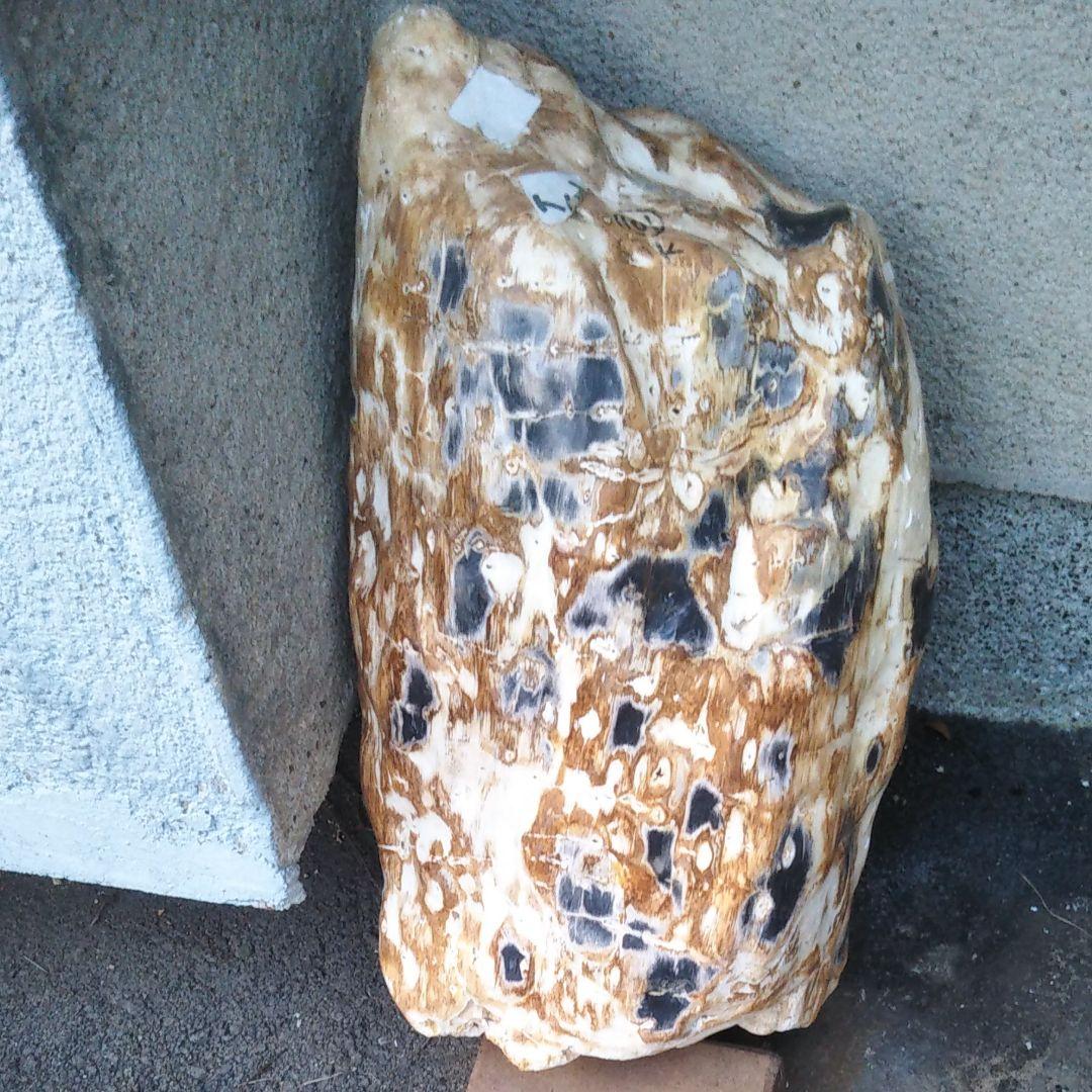 奇跡的に石になった木