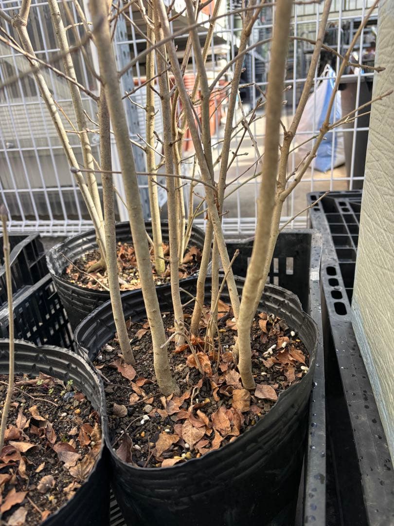 アオダモ①高さ約1.4m 株立ち