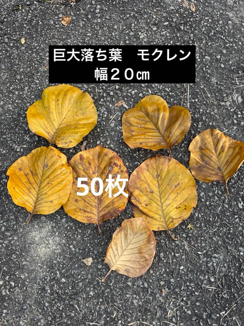 落ち葉　50枚