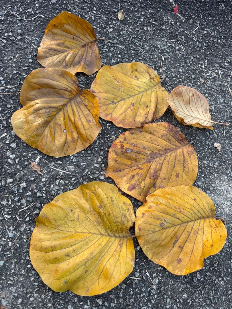 落ち葉　50枚