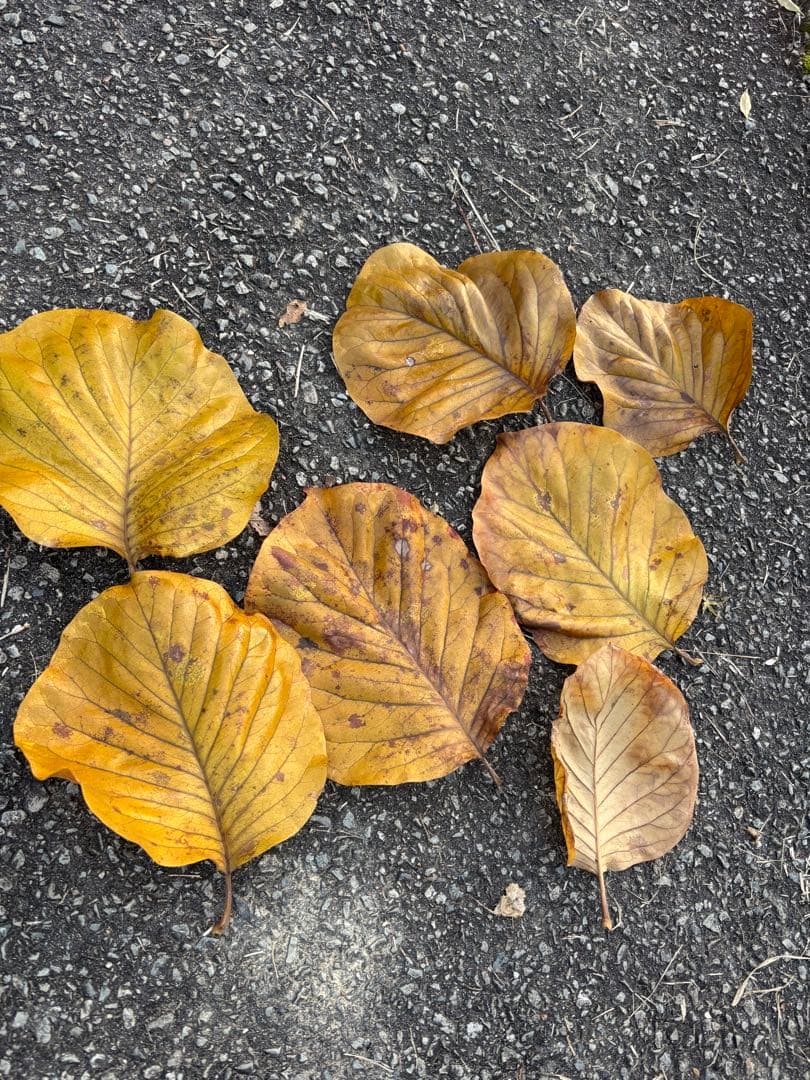 落ち葉　50枚