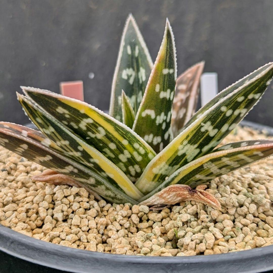 超絶希少！多肉植物シリーズ・アロエ属・千代田の光inわけけのお店