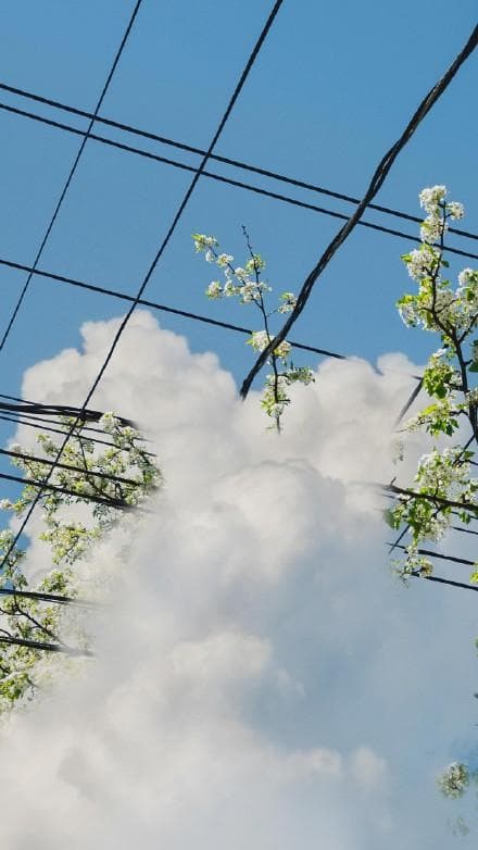 破壊神餃子ブラックショルダc