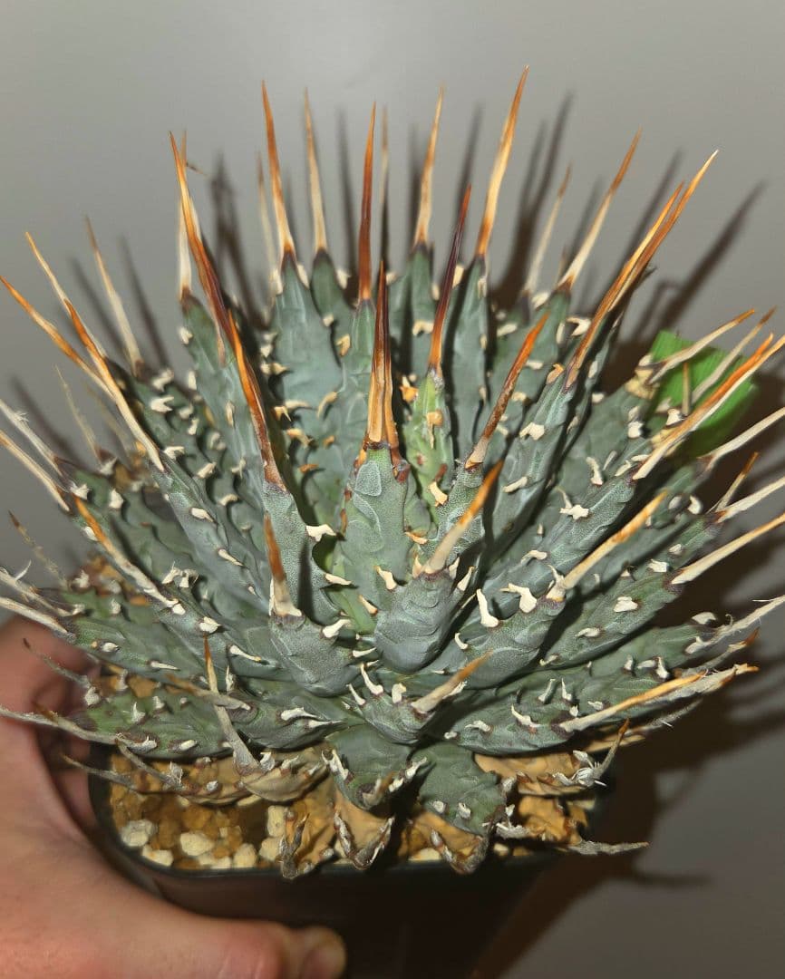 エボリスピナ　発根済み