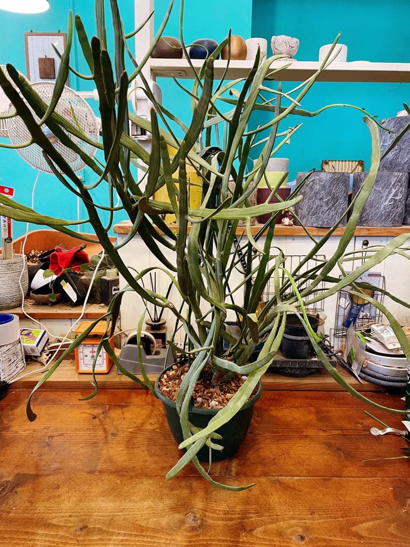 ユーフォルビア　キシロピロイデス　(キシロフィロイデス) 大株　送料無料